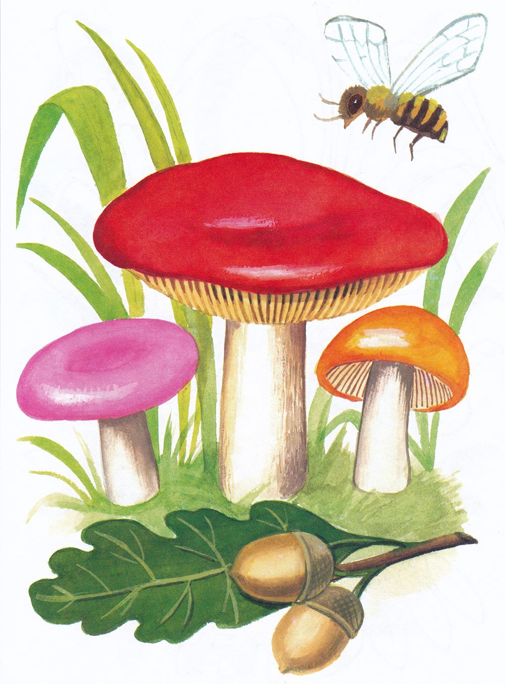 Сыроежка для детей