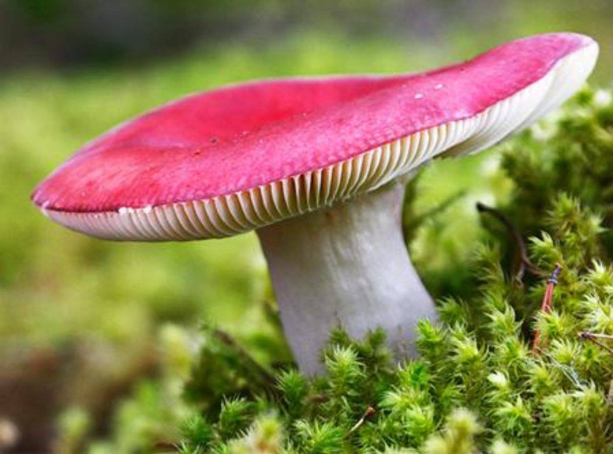 Сыроежка Боровая