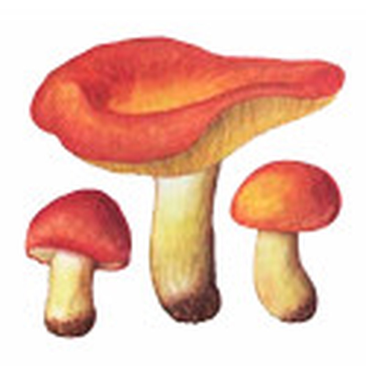 Сыроежка гриб