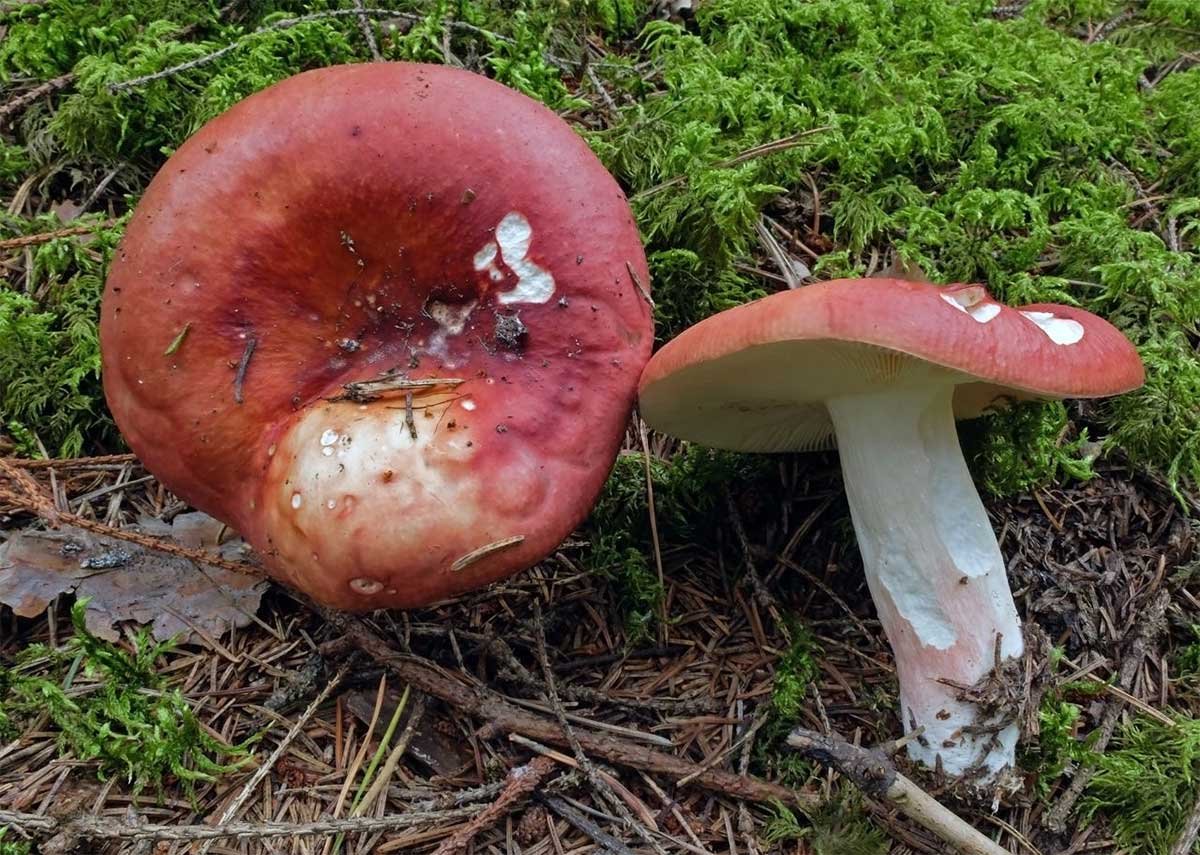 Сыроежка Болотная Russula paludosa