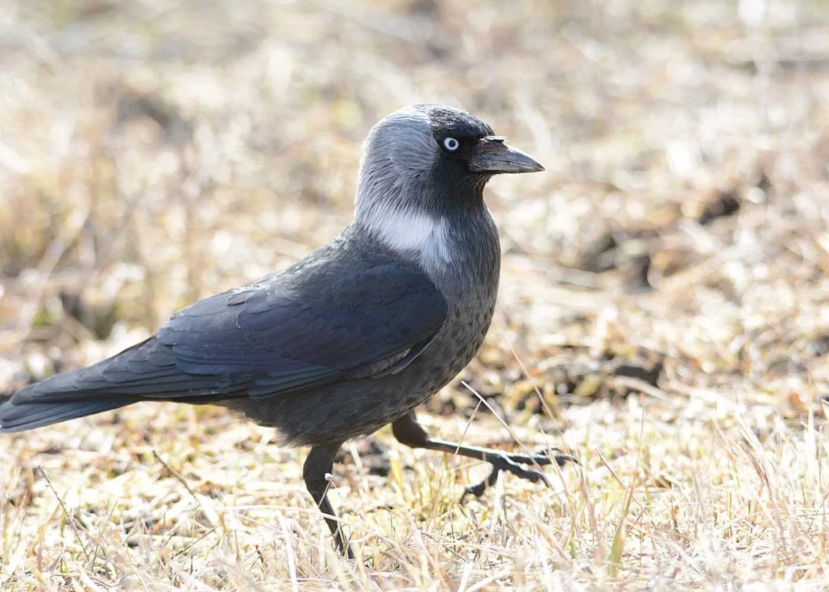 Галка птица