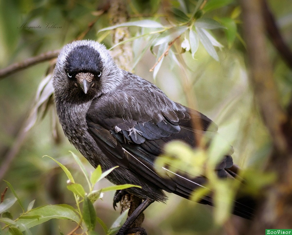 Птенец галки слеток