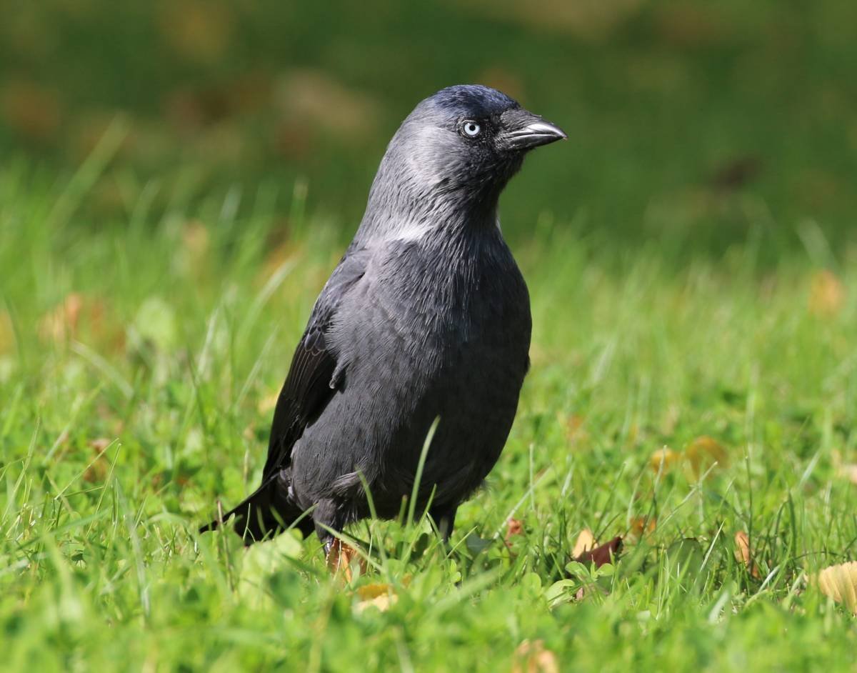 Га́лка Corvus monedula