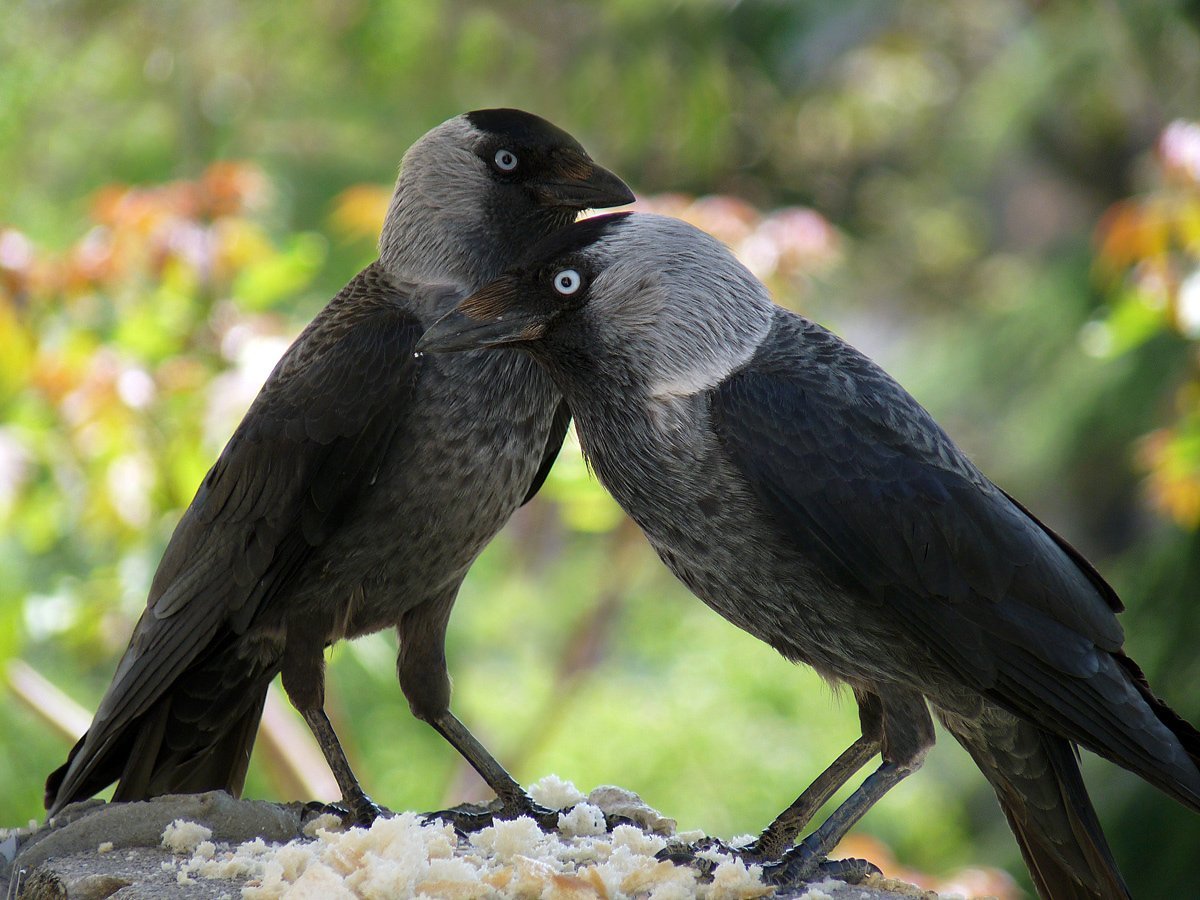 Coloeus monedula Грач