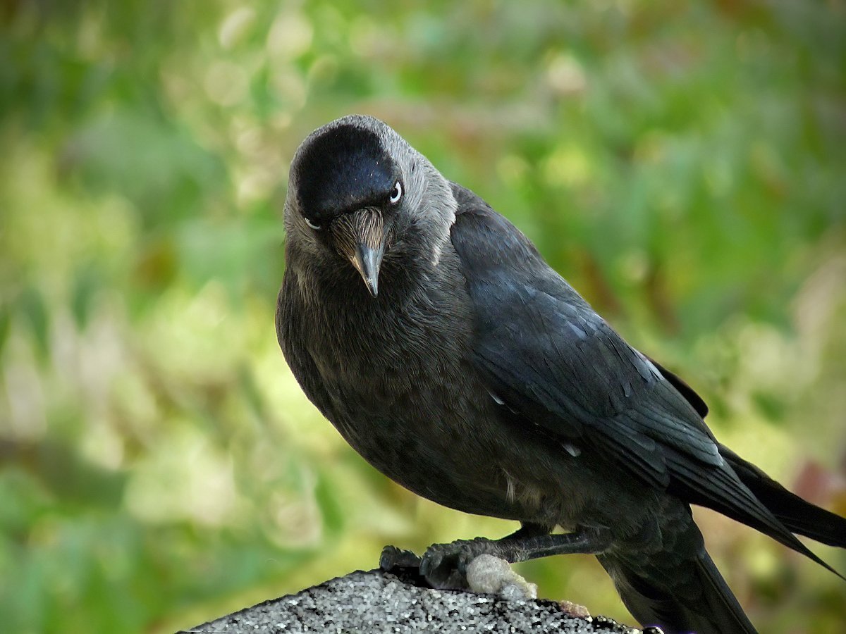 Западная Галка