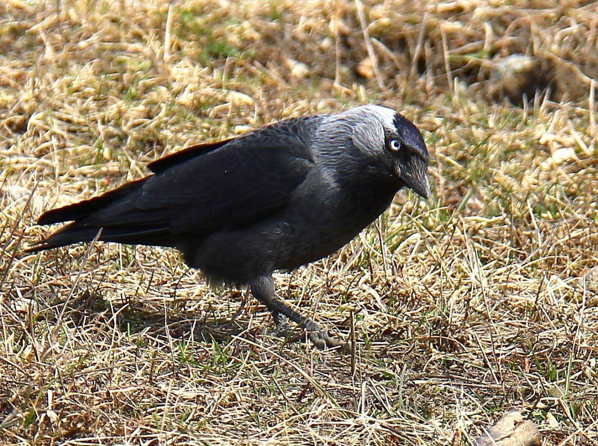 Западная Галка Corvus monedula