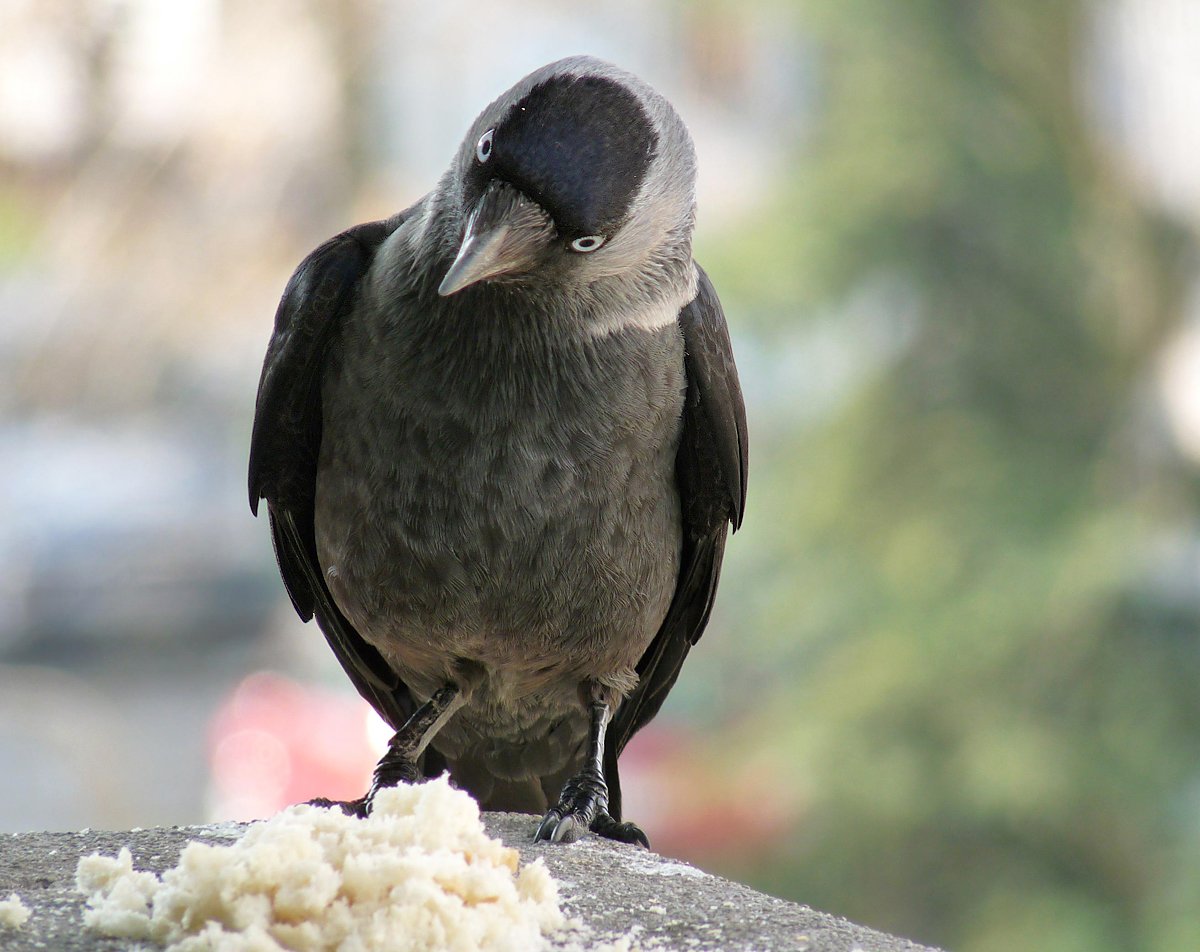 Фото галки птицы крупным планом