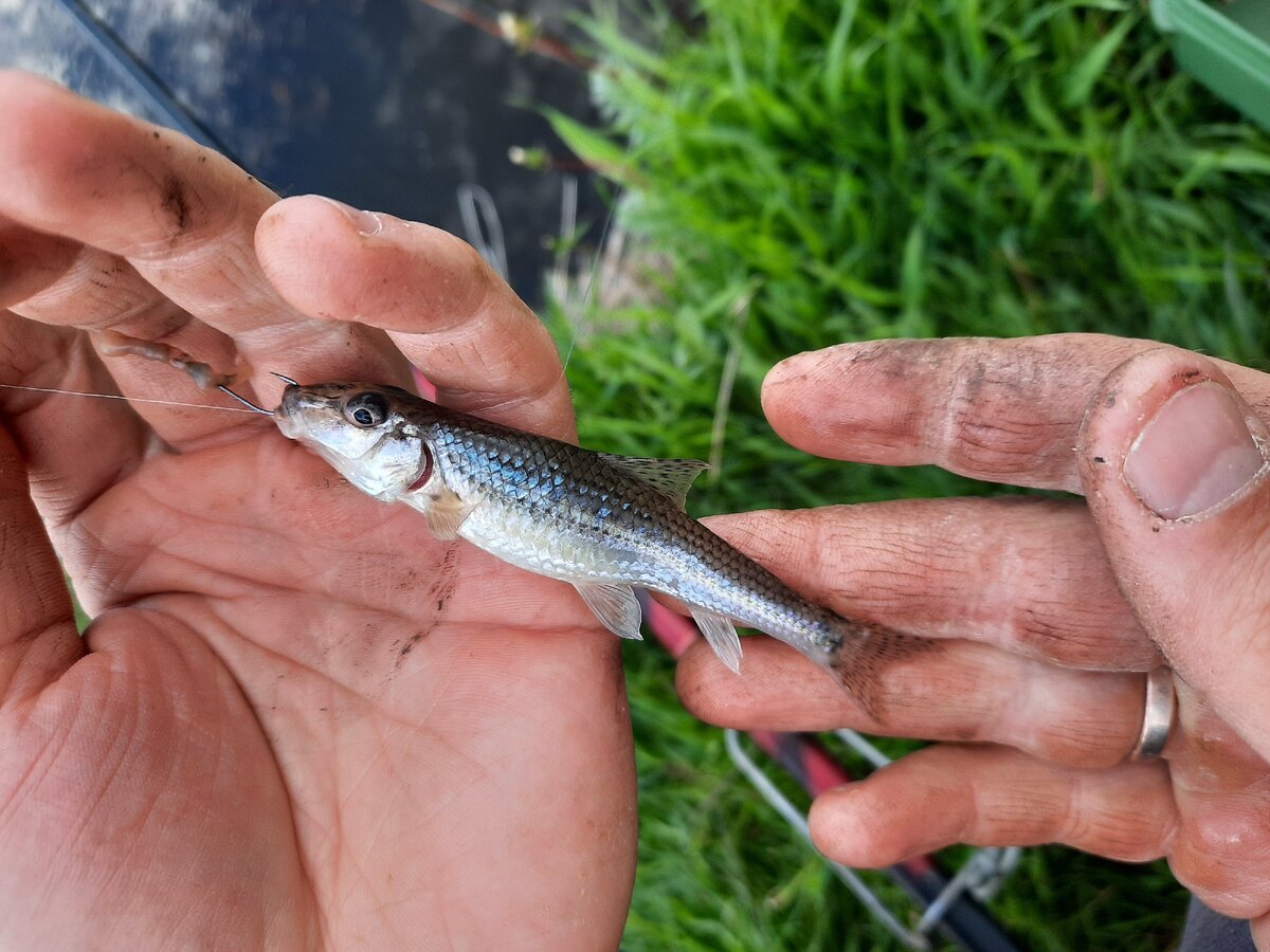 Русская рыбалка 4 трофейный пескарь