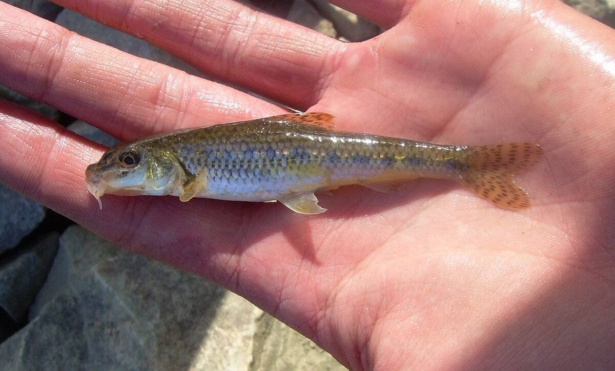 Писарь рыба