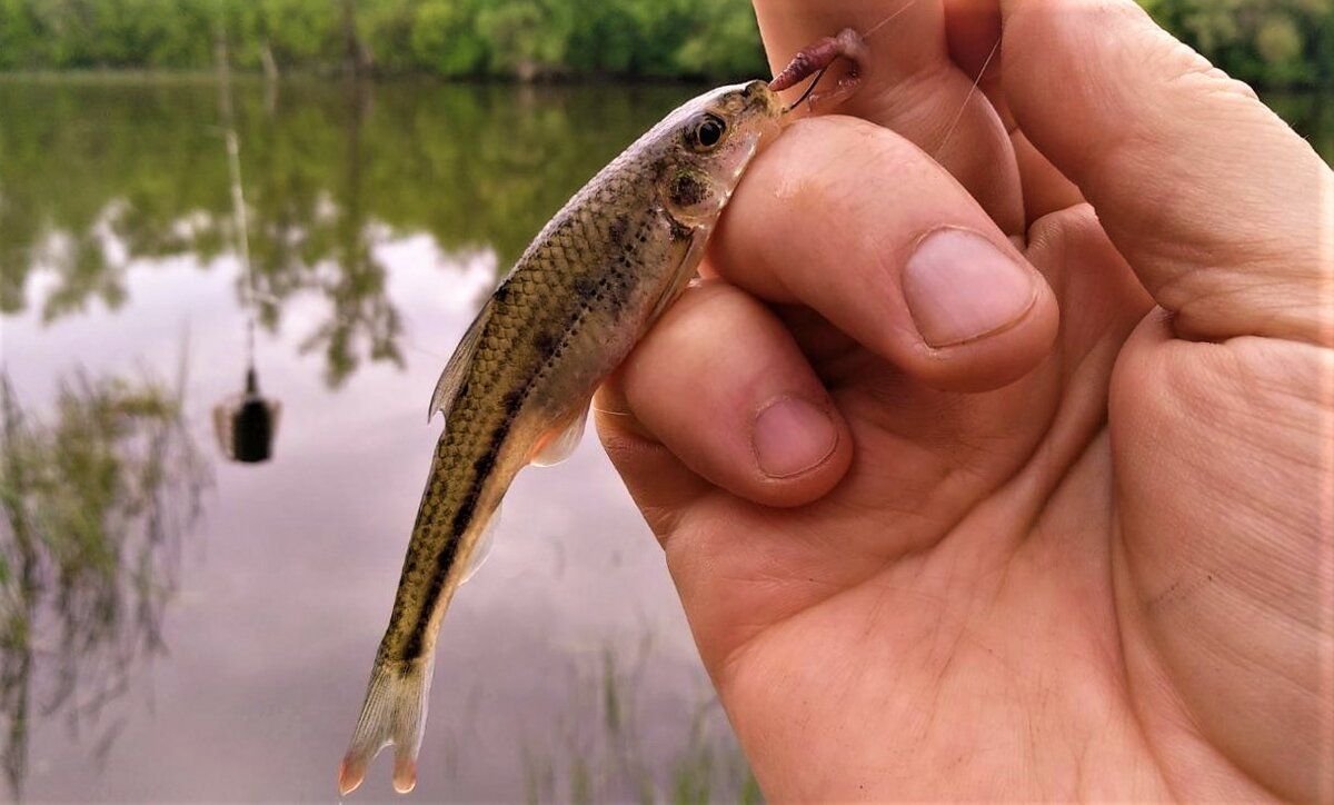 Пискарь или пескарь рыба