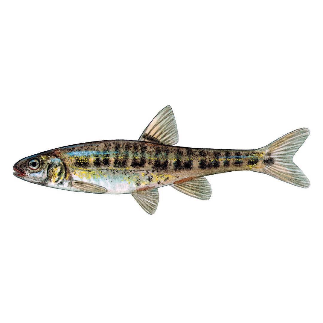 Пескарь Иванович