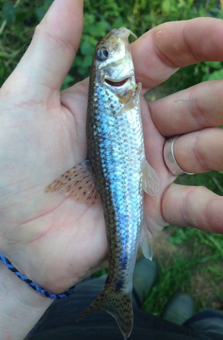 Речная рыба пескарь малек