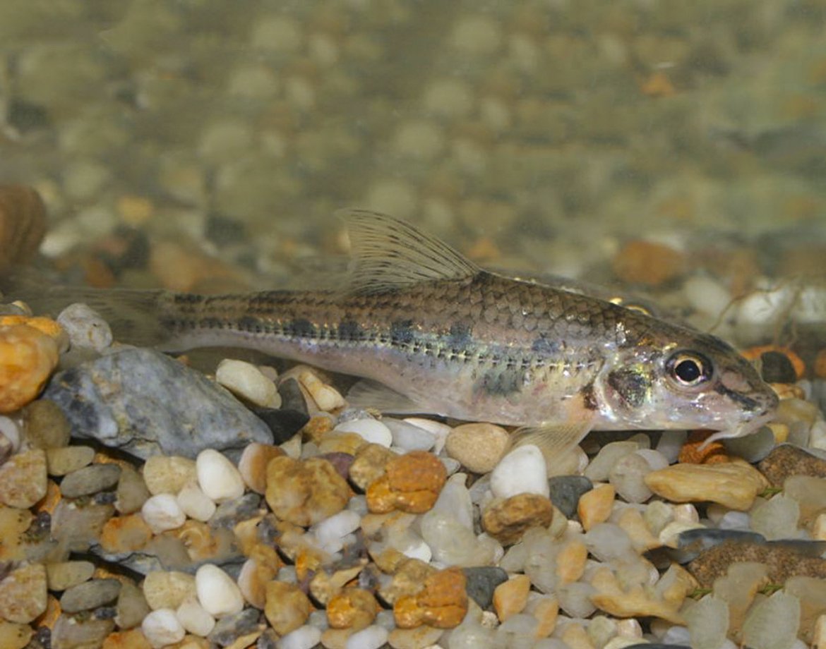 Пескарь Иванович раскраска