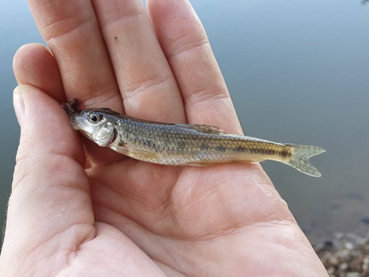 Сибирский пескарь
