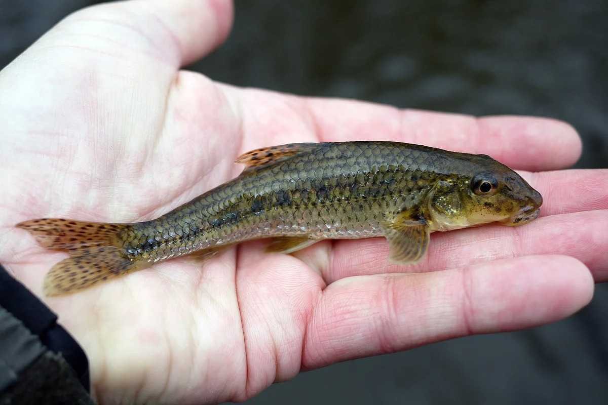 Дунайский длинноусый пескарь