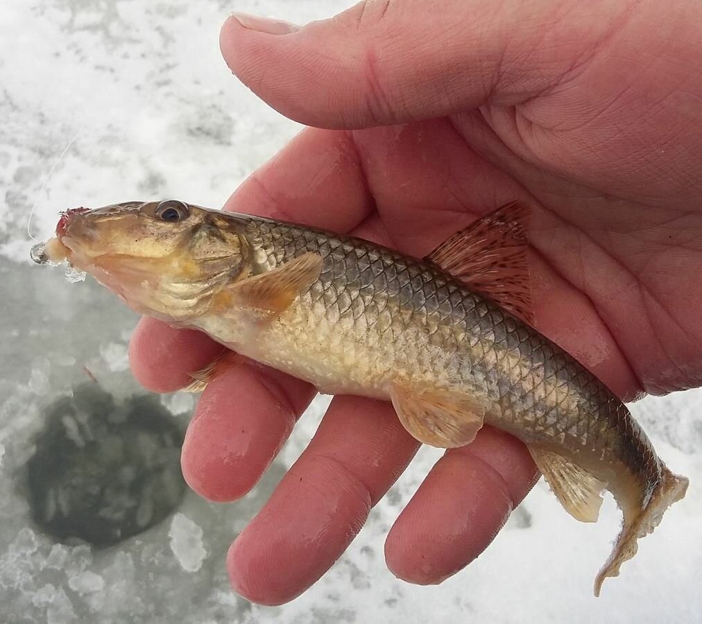 Пескарь Иванович из Лунтика