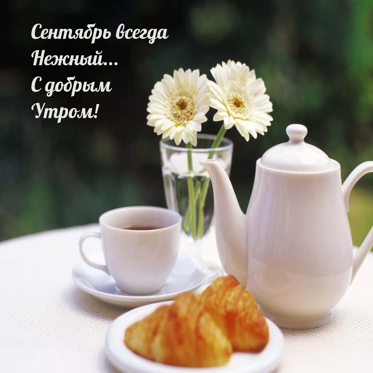 Красивые пожелания с добрым утром и хорошего дня