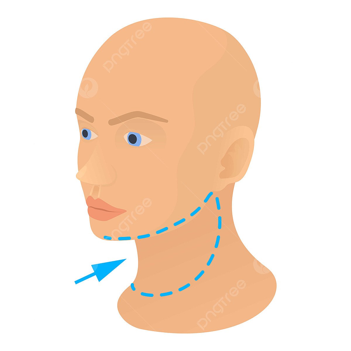 Шея клипарт