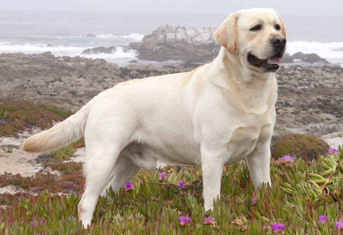 Канадский лабрадорртривр