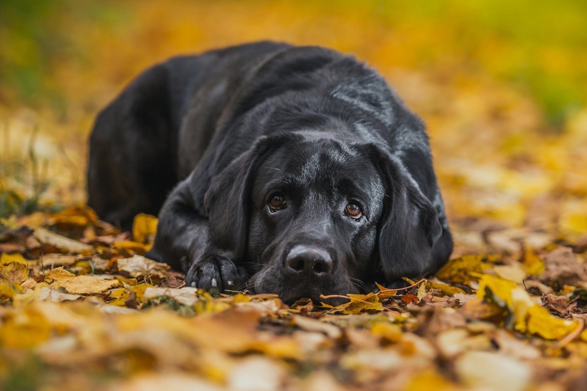 Американский лабрадор черный