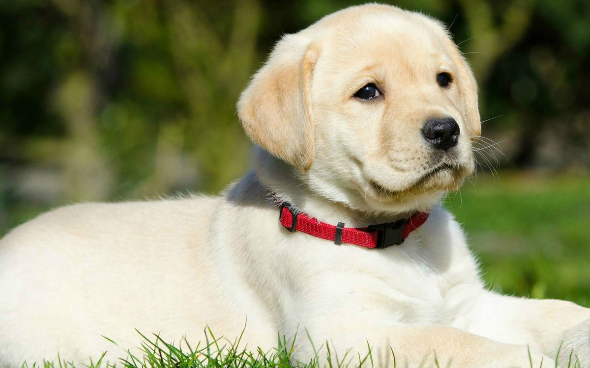 Лабрадор ретривер