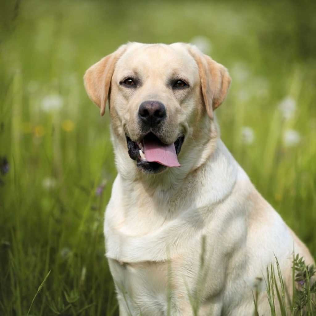 Лабрадор ретривер