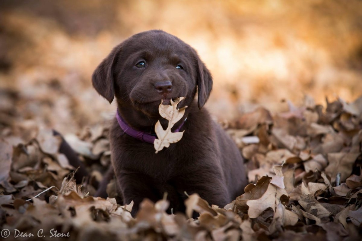 Лабрадор ретривер шоколад