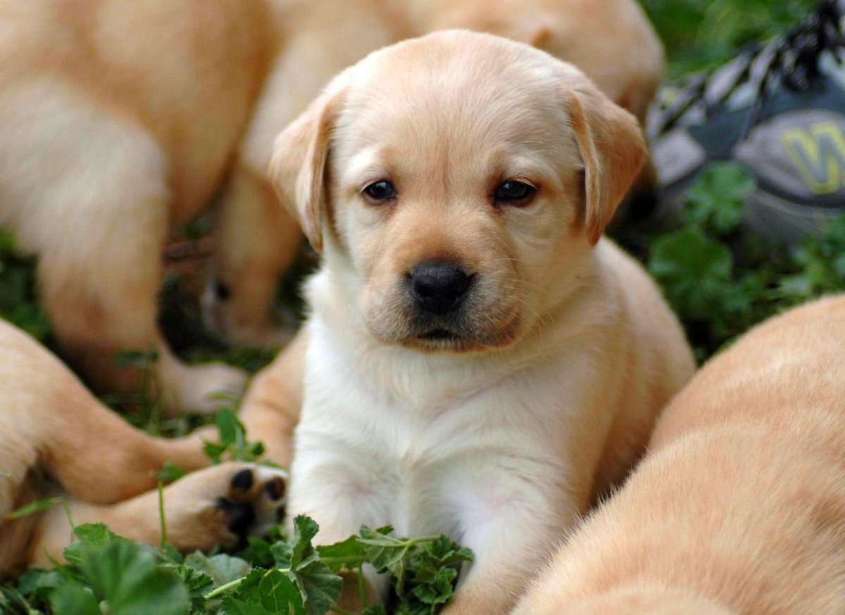 Лабрадор ретривер