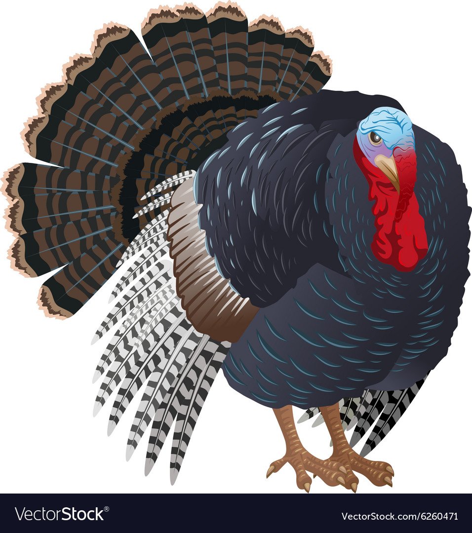Индюк клипарт