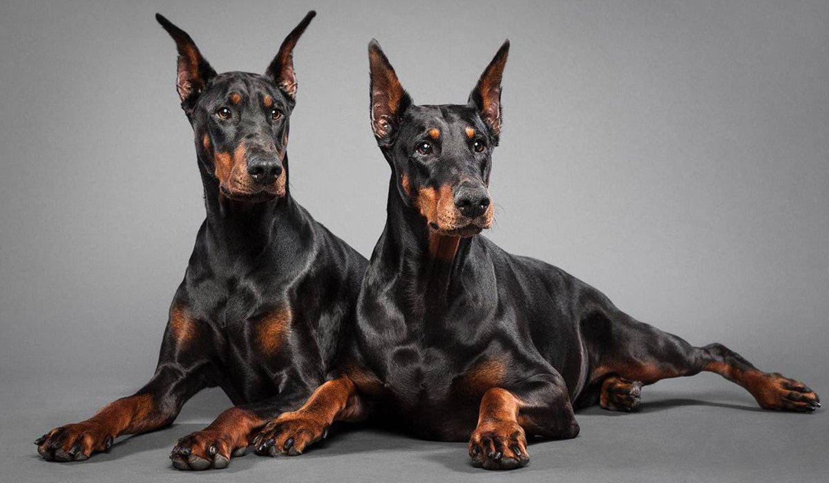 Порода Доберман-пинчер