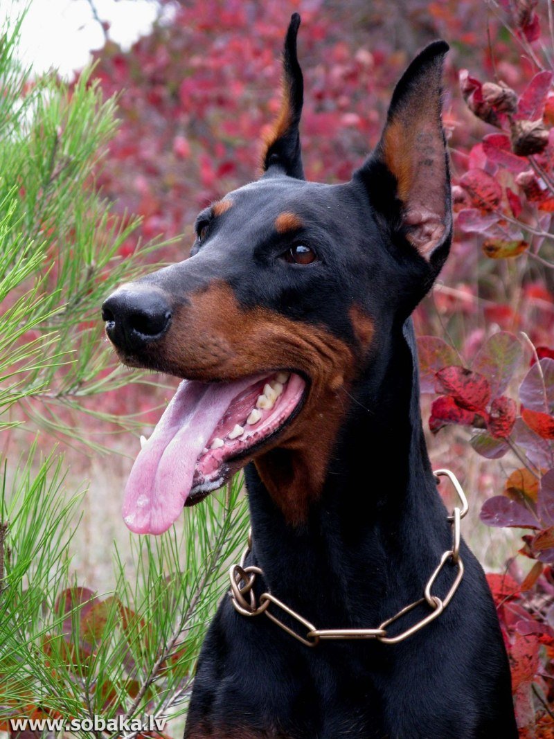 Чистокровный Доберман