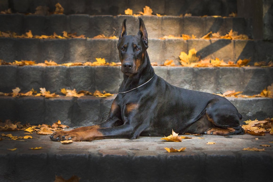 Доберман Грация