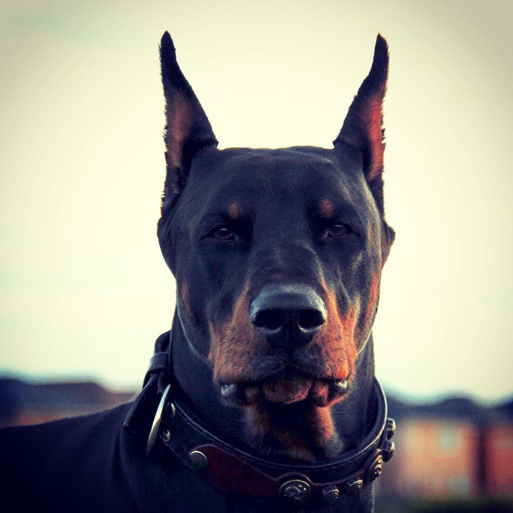 Собаки Доберманы опасные