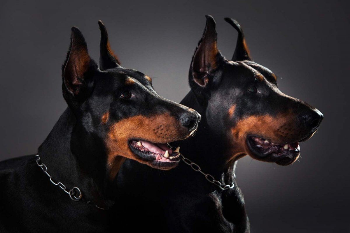 Немецкий пинчер и Доберман