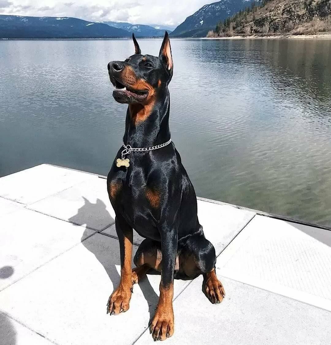 Доберман-пинчер Эстетика