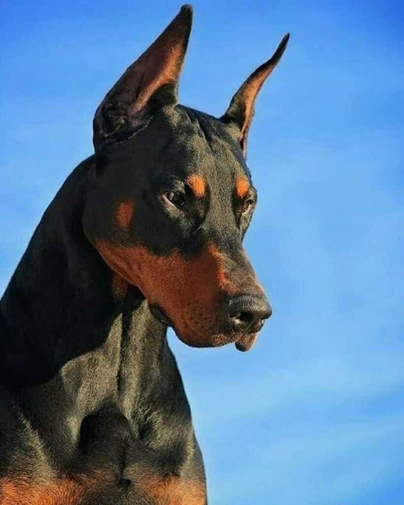 Собака Доберман