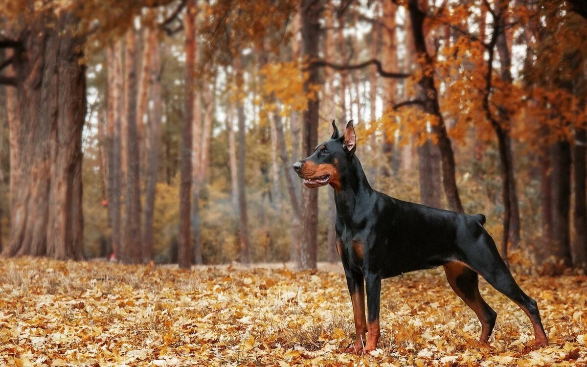 Карликовый пинчер