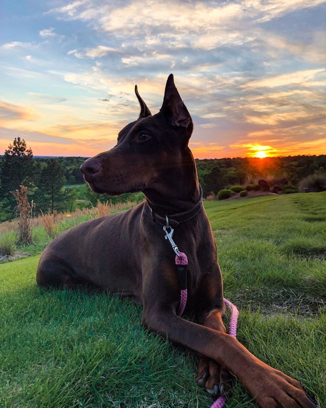 Доберман золотистый