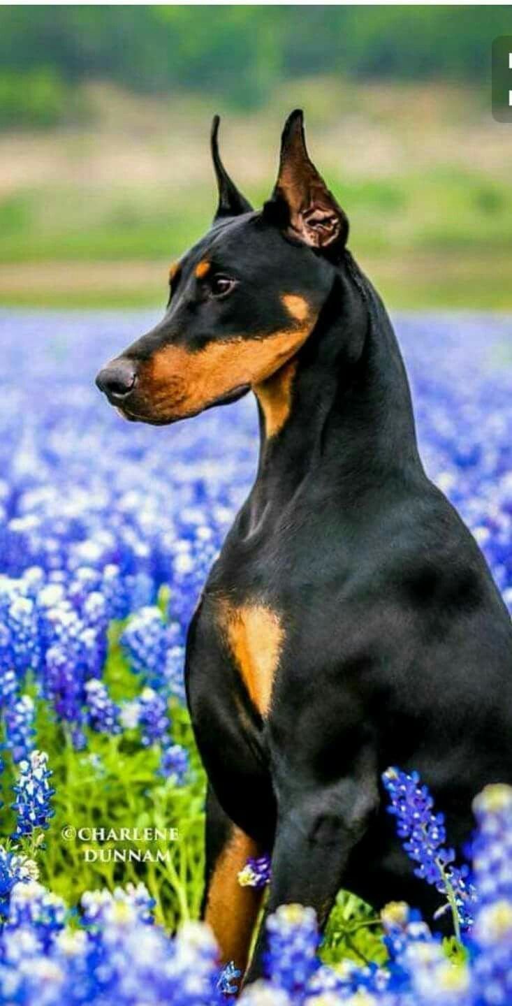 Американский Доберман пинчер