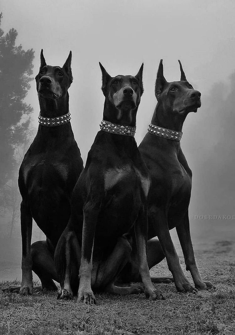Доберманы Эстетика Баленсиага