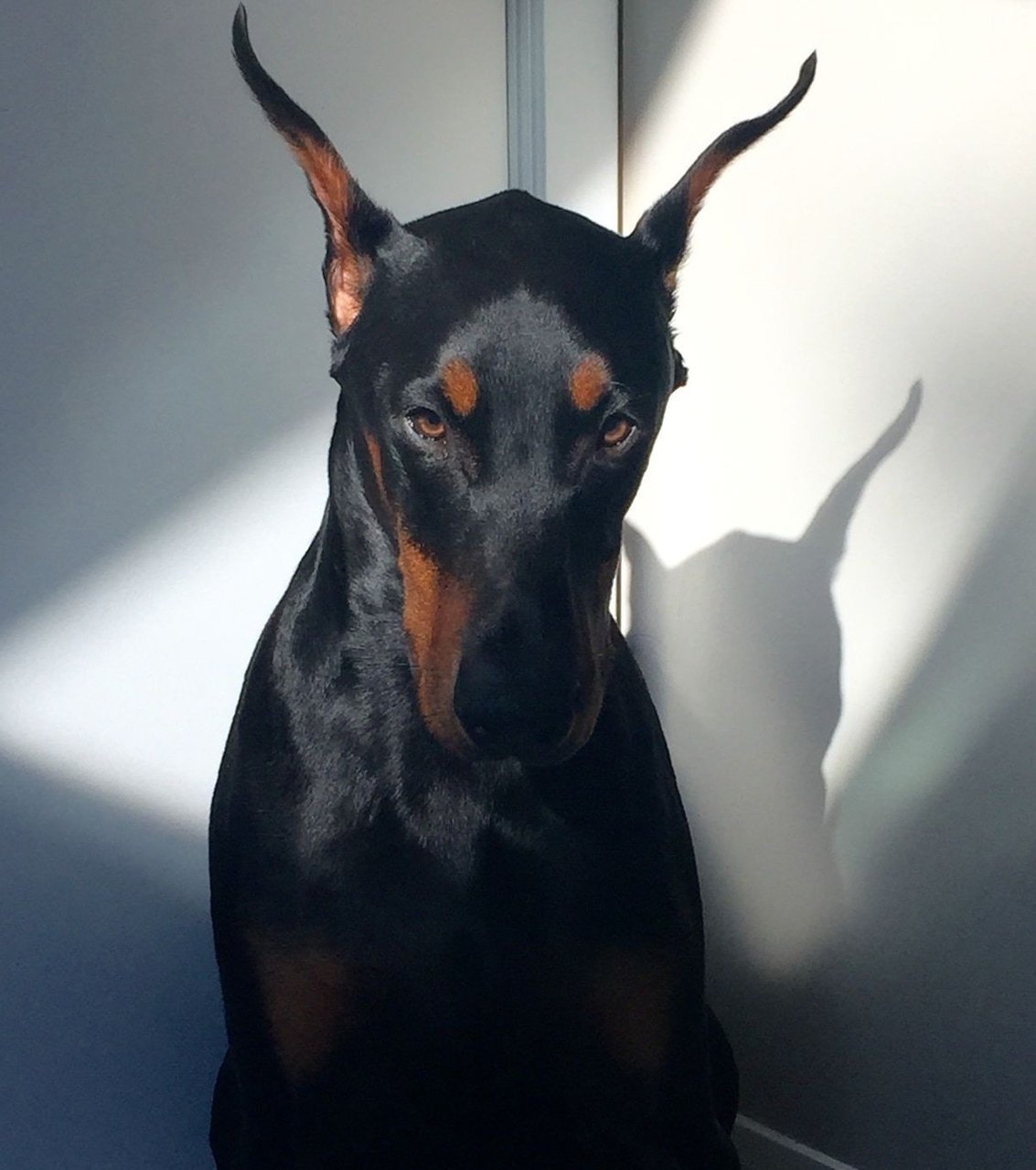 Собака Доберман