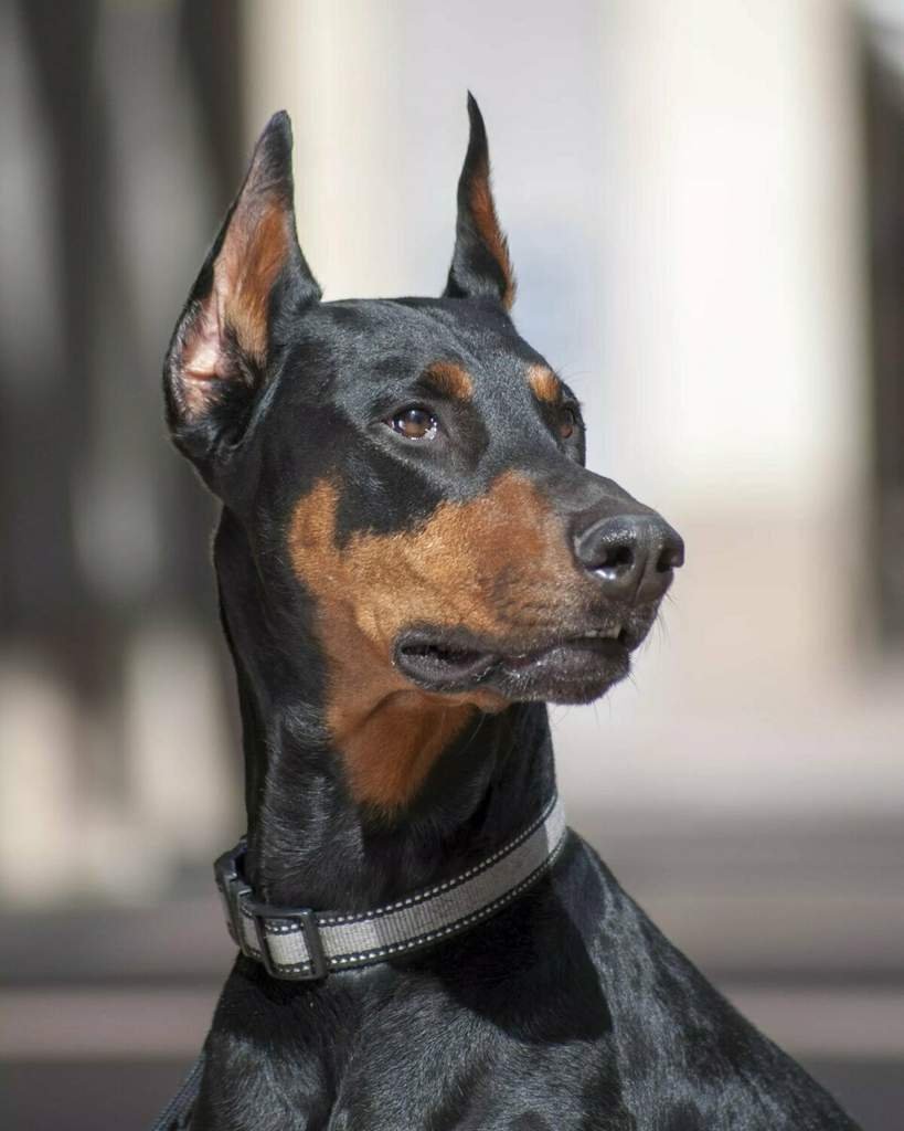 Собака Доберман