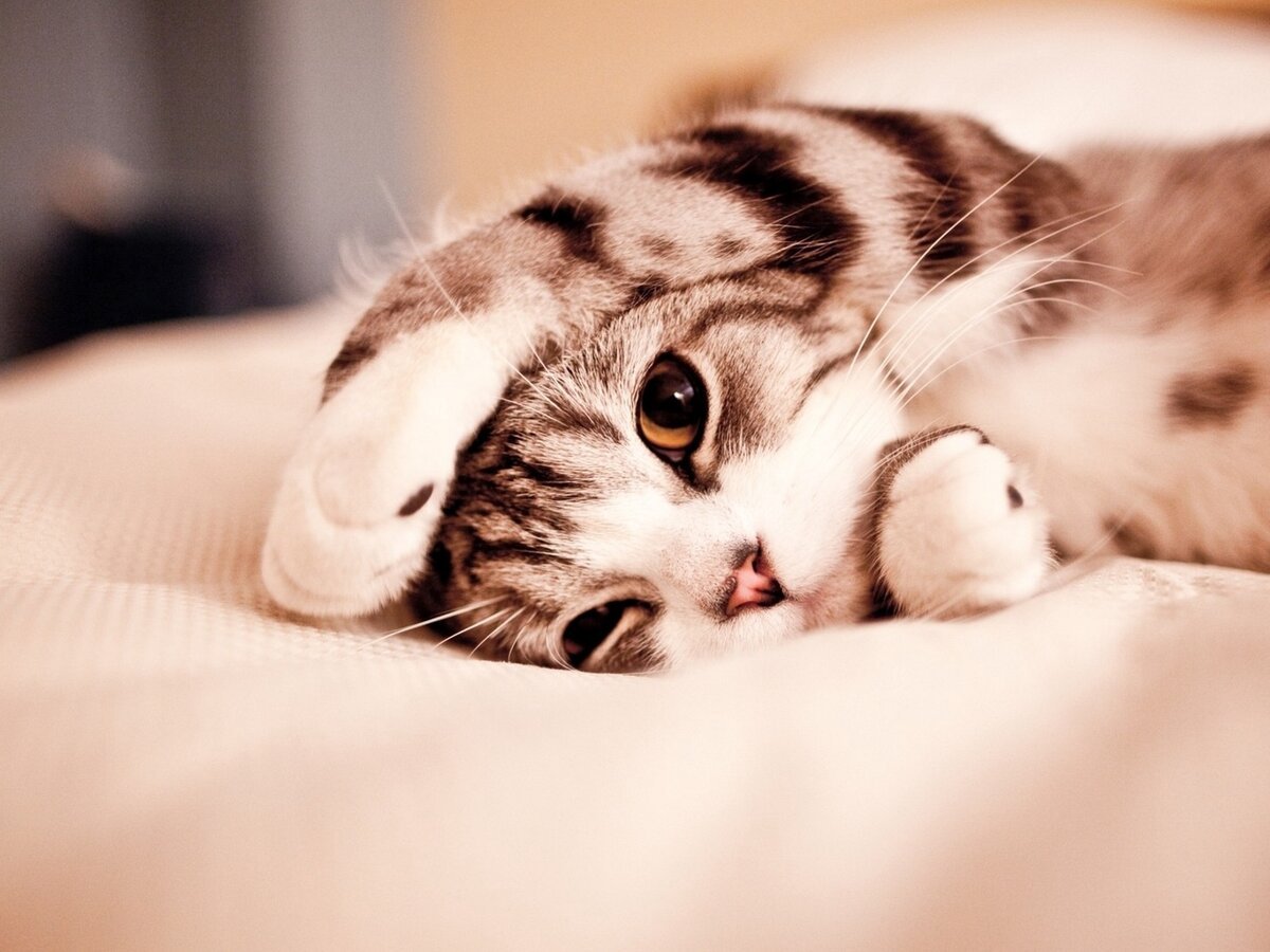 Пожелания спокойной ночи