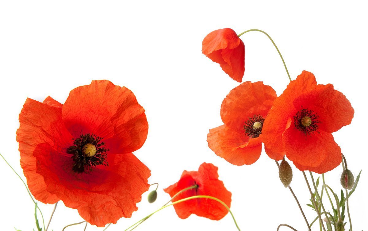Ветка мака на белом фоне