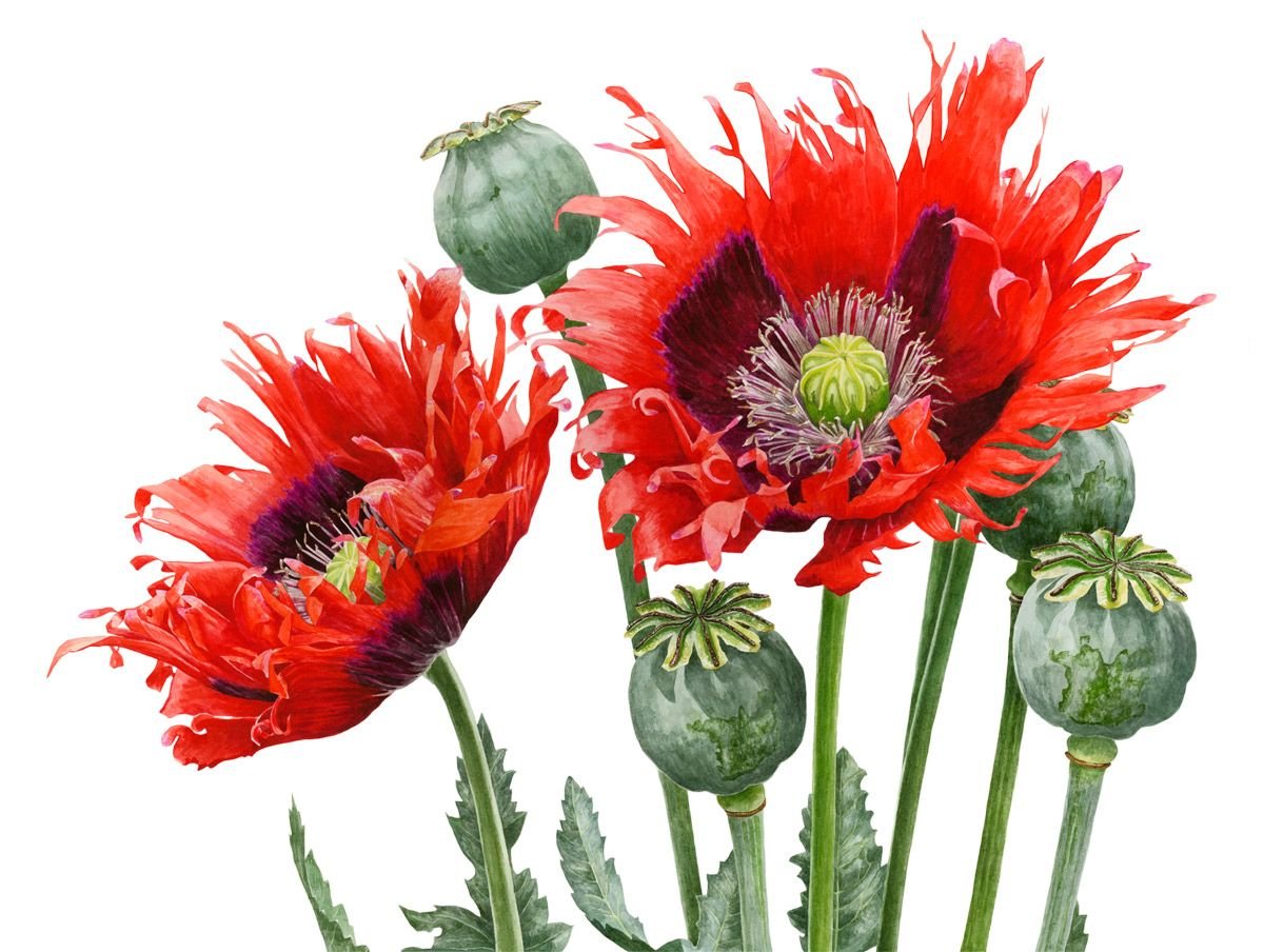 Ботаническая Акварельная живопись Мак