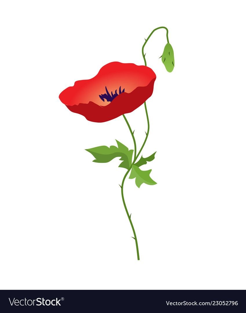 Один Мак на белом фоне