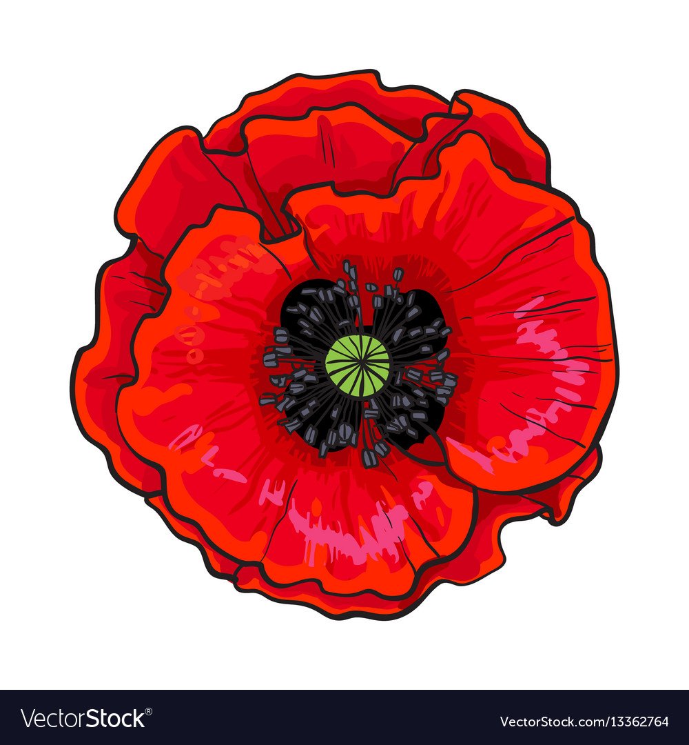 Мак вид сверху