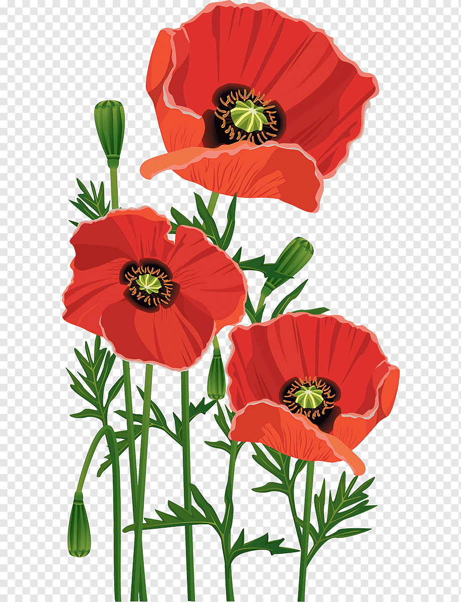 Мак для дошкольников