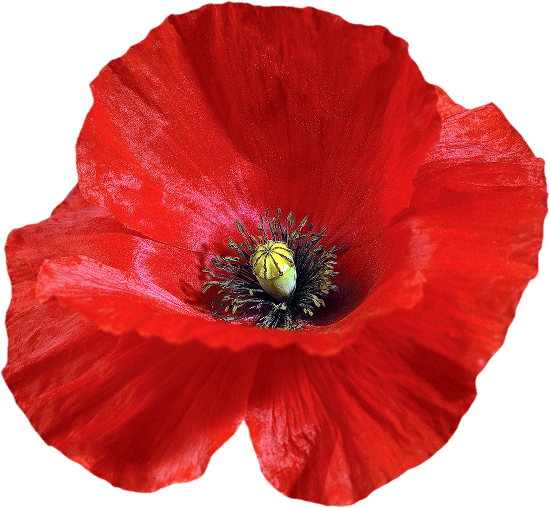 Мак на белом фоне