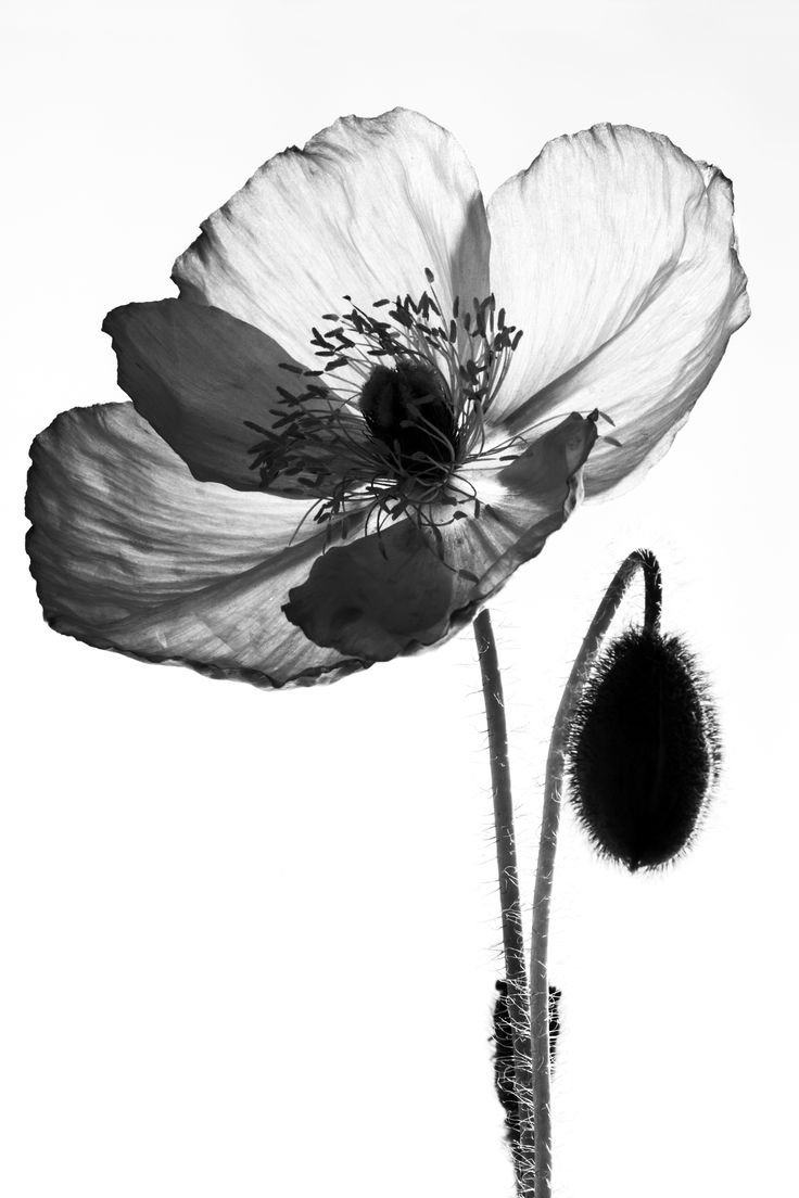 Черно-белый цветок